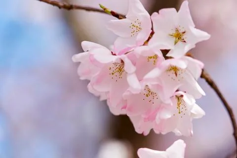 Cherry blossom Stock Photos