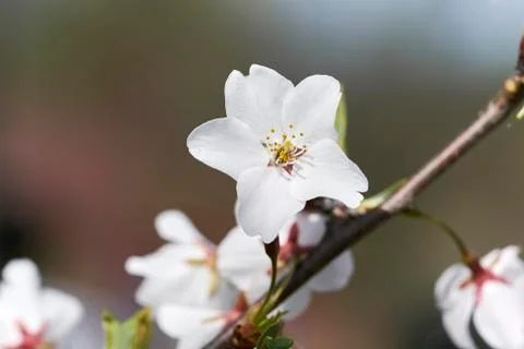 Cherry blossom Stock Photos