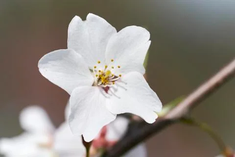 Cherry blossom Stock Photos