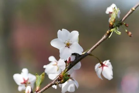 Cherry blossom Stock Photos