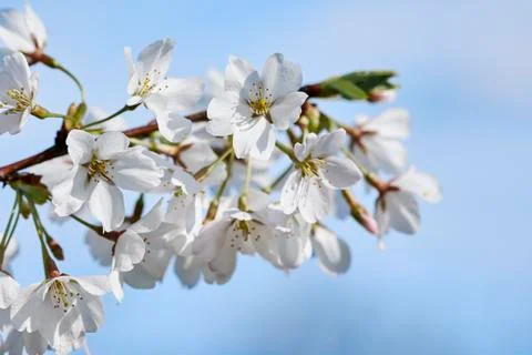 Cherry blossom Stock Photos