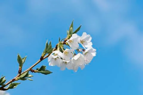 Cherry blossom Stock Photos