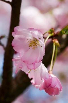 Cherry blossom Stock Photos