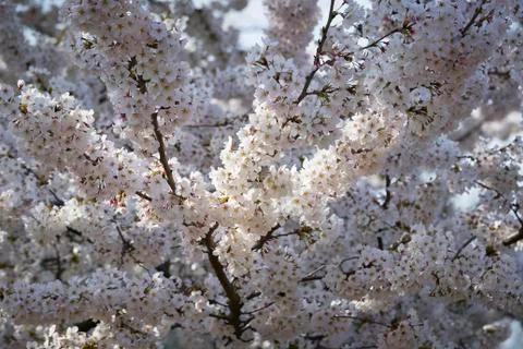 Cherry blossom Stock Photos