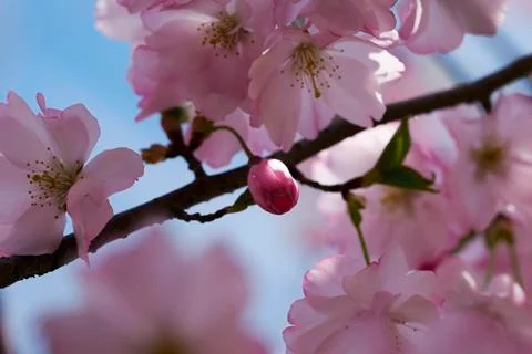 Cherry blossom Stock Photos