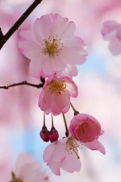 Cherry blossom Stock Photos