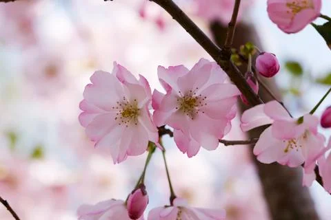 Cherry blossom Stock Photos