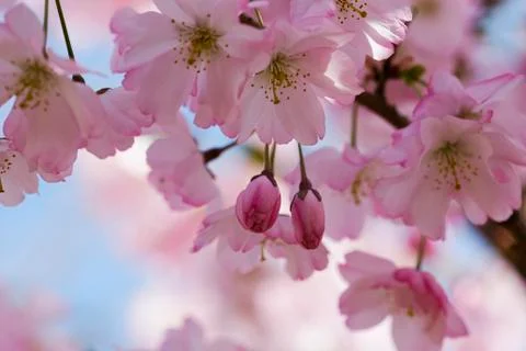 Cherry blossom Stock Photos