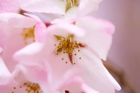Cherry blossom Stock Photos