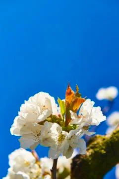 Cherry Blossom Foto stock