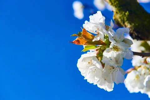Cherry Blossom Stock Photos