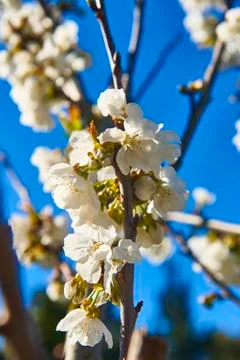 Cherry Blossom Stock-Fotos