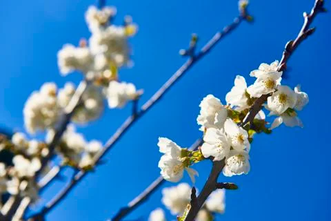 Cherry Blossom Stock Photos