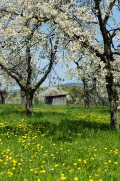 Cherry blossom Foto stock