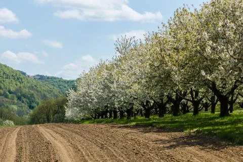 Cherry blossom Stock Photos