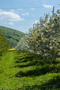 Cherry blossom Stock Photos