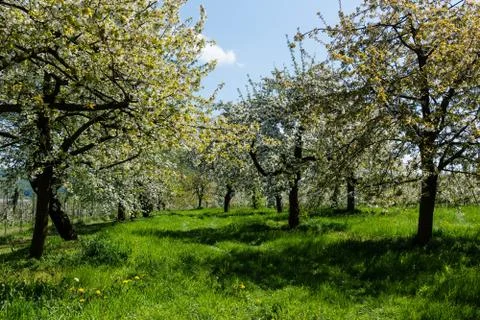 Cherry blossom Stock-Fotos