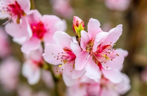 Cherry blossom Stock Photos