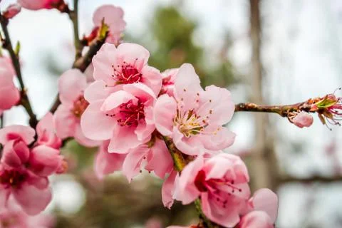 Cherry blossom Stock Photos