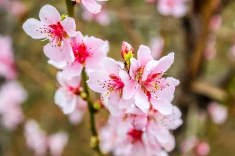 Cherry blossom Stock Photos