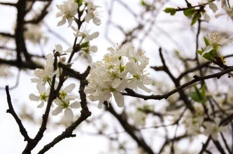 Cherry blossom Stock Photos