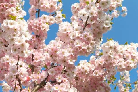 Cherry Blossom Stock Photos