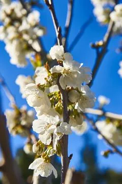 Cherry Blossom Stock Photos