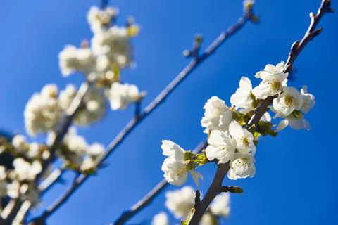 Cherry Blossom Stock Photos