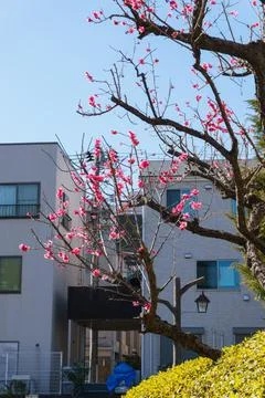 Cherry blossom Stock Photos