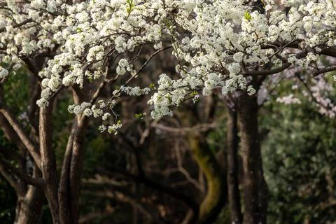 Cherry Blossom Stock-Fotos