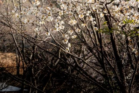Cherry Blossom Stock Photos
