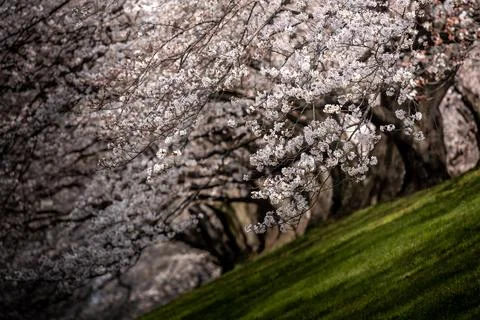 Cherry Blossom Stock Photos
