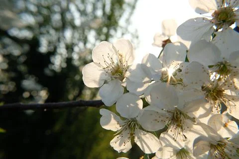 Cherry blossom Stock-Fotos