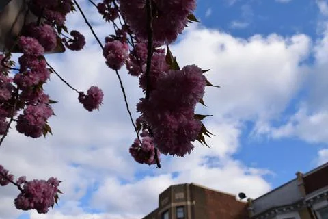 Cherry Blossom Stock Photos
