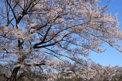 Cherry Blossom Stock Photos