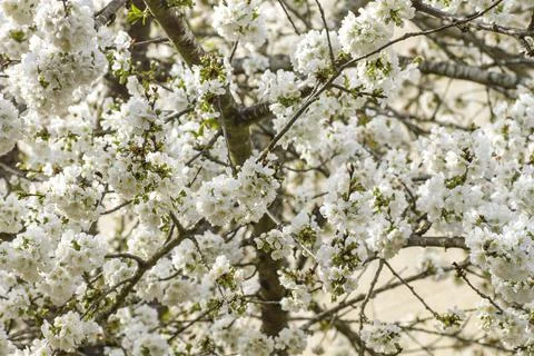 Cherry blossom Stock Photos