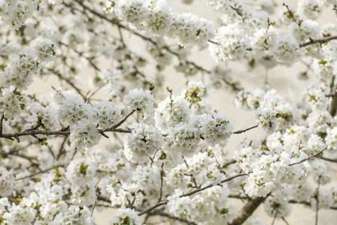 Cherry blossom Stock Photos