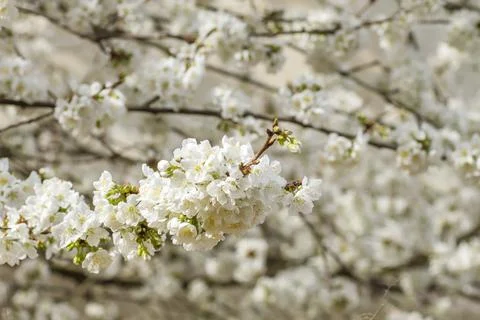 Cherry blossom Stock Photos
