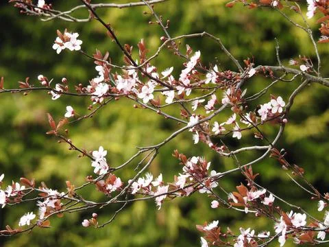 Cherry blossom Stock Photos