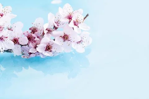 Cherry blossom Stock Photos