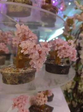 Cherry Blossom Stock Photos