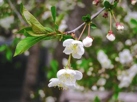 Cherry blossom Stock Photos
