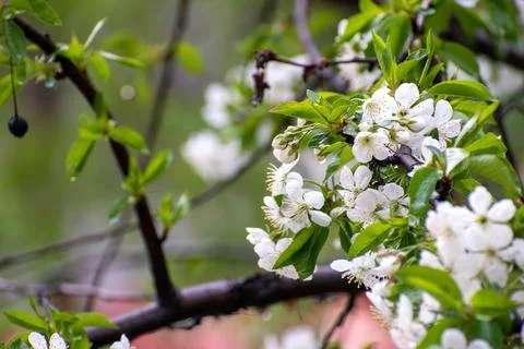 Cherry blossom 库存照片
