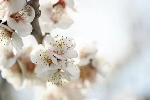 Cherry Blossom Stock-Fotos
