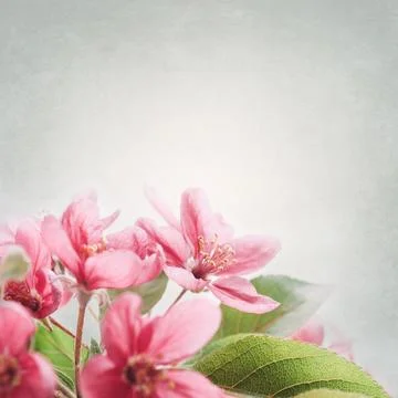 Cherry blossom 스톡 사진
