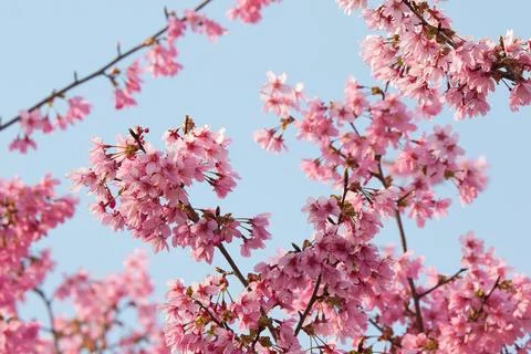 Cherry blossom Stock Photos