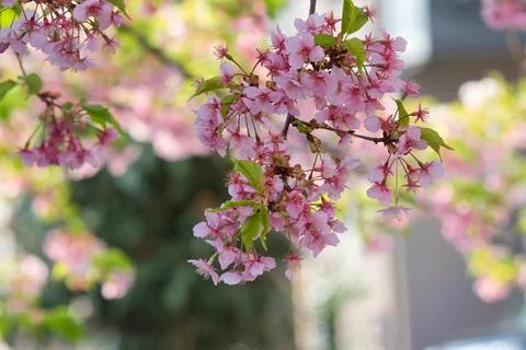 Cherry Blossom Stock Photos