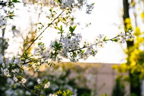 Cherry blossom Stock Photos