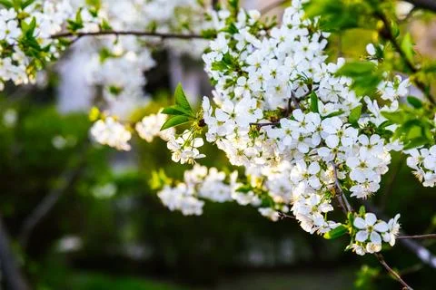 Cherry blossom Stock Photos