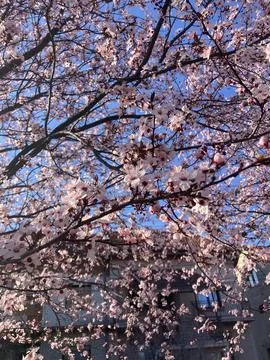 Cherry blossom Stock Photos